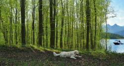 skog kopiera