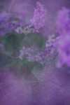 TFloral_16