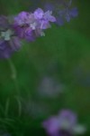 TFloral_17