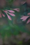 TFloral_18