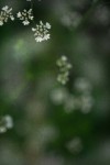 TFloral_20