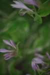 TFloral_21
