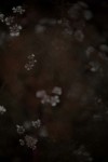 TFloral_22