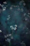 TFloral_23