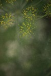 TFloral_24