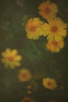 TFloral_25