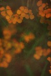 TFloral_27