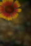 TFloral_29