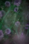 TFloral_30