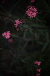 TFloral_32