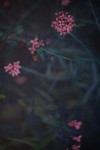 TFloral_33