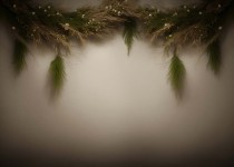 Plants_13
