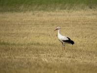 Vit Stork