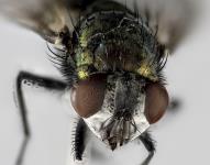 Spyfluga