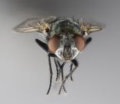 Spyfluga