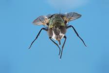 Spyfluga